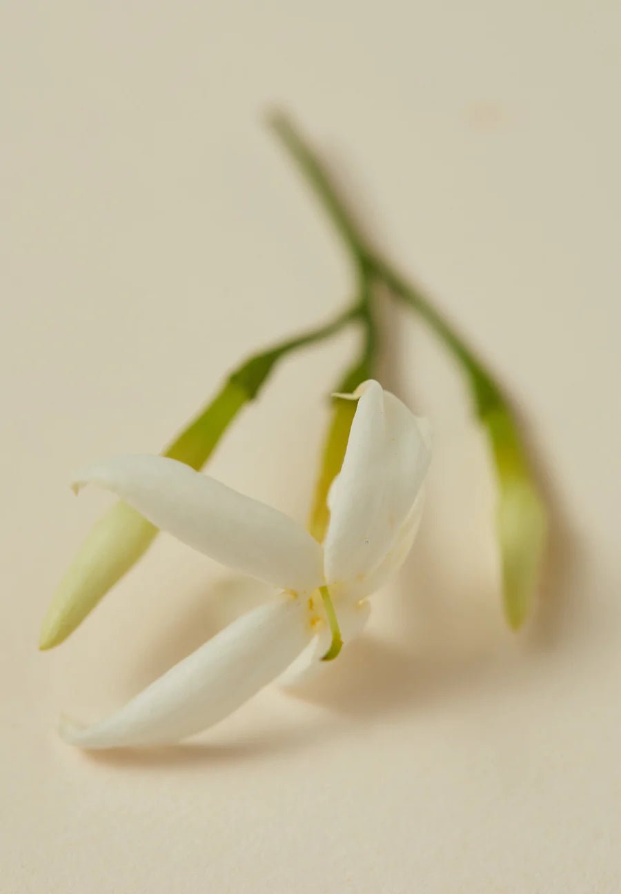 The Ayu - RUMI Scented Oil - The Sensory