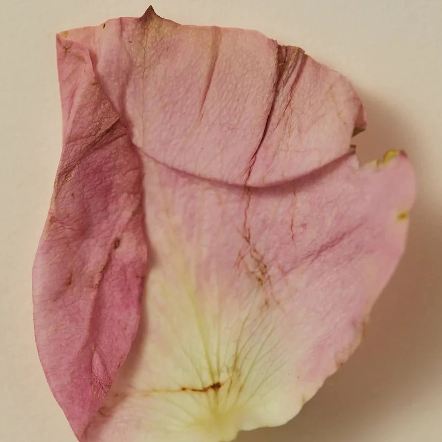 The Ayu - SMOKING ROSE Scented Oil - The Sensory