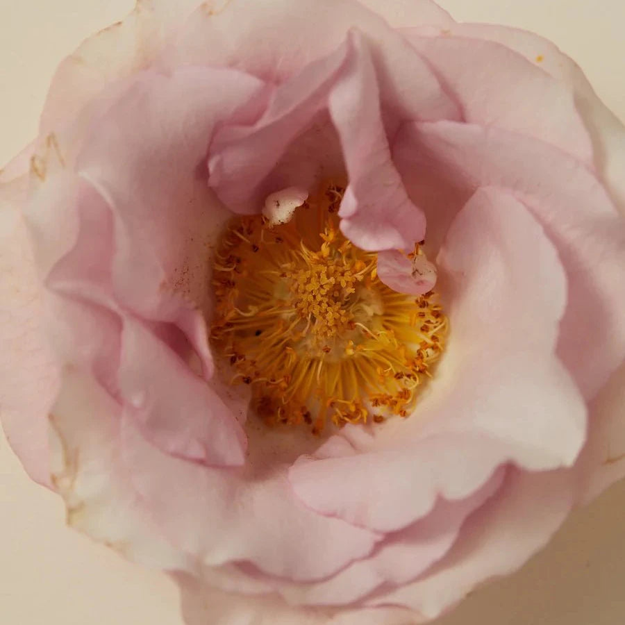 The Ayu - SMOKING ROSE Scented Oil - The Sensory