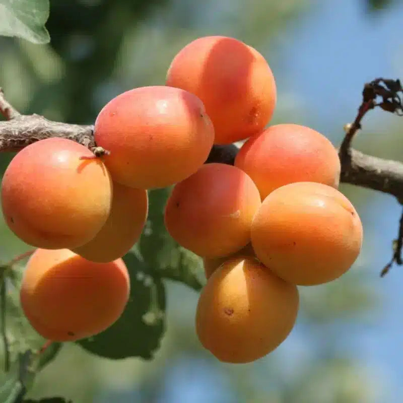 WOO Apricot Oil