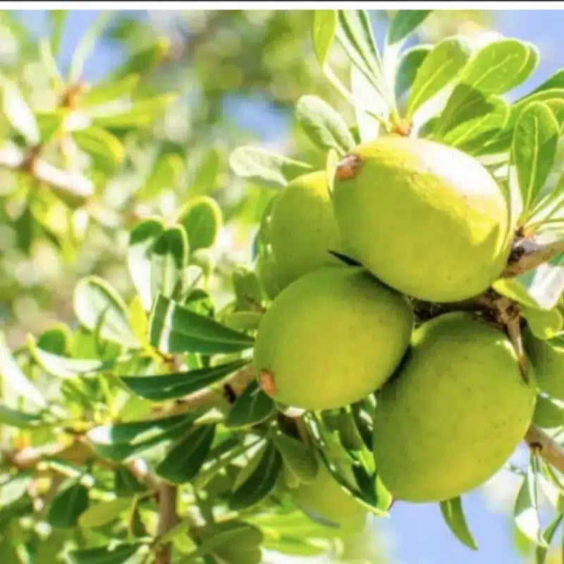 WOO Argan Oil